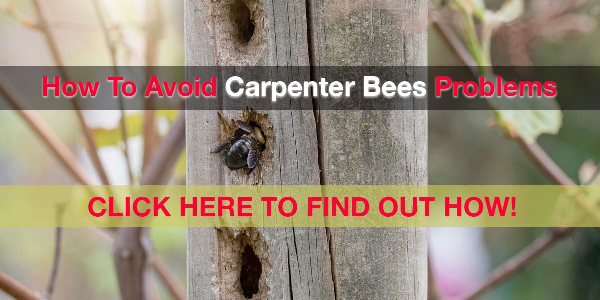 How To Avoid Carpenter Bees Problems